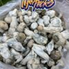 Albino Penis Envy Mushrooms