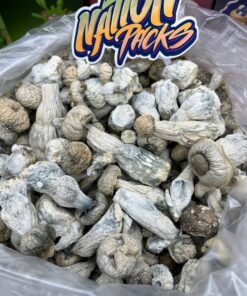 Albino Penis Envy Mushrooms